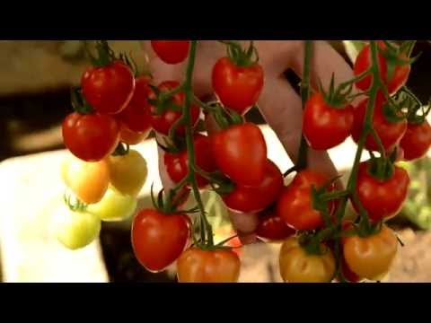 Видео: Томат Томатоберри (Tomatoberry)