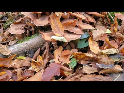 Видео: Осінь