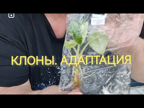 Видео: АДАПТАЦИЯ КЛОНОВ РАСТЕНИЙ