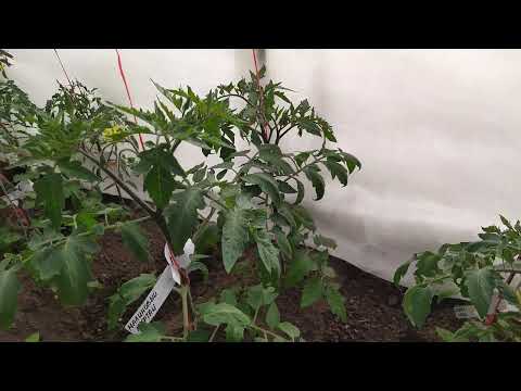 Видео: Что делаю с томатами в теплице на 7 мая.