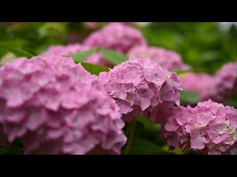 Видео: Гортензии для Подмосковья - обзор и советы по уходу/ Разбираю мозаику