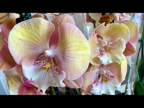 Видео: Поступление орхидей. Единорог, Сапарита, Сого Лоуренц  бабочка, Пират Пикоти два растения в горшке