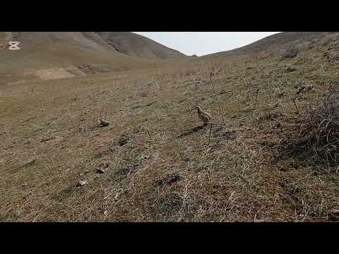 Видео: Охота на кеклика. Кабкшикор