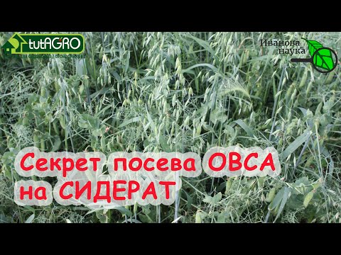 Видео: Азбука сидератов. Ч.4. Овёс - один из лучших. В 100 раз больше пользы, если посеете ОВЕС правильно!