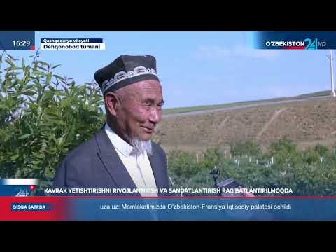 Видео: 🌿 Коврак етиштириш тобора оммалашмоқда