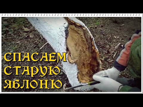 Видео: СПАСАЕМ СТАРУЮ ЯБЛОНЮ.