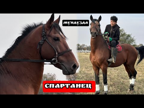 Видео: СПАРТАНЕЦ АТТЫН АЛДЫ ЧЫКТЫ МУНДУЗДА