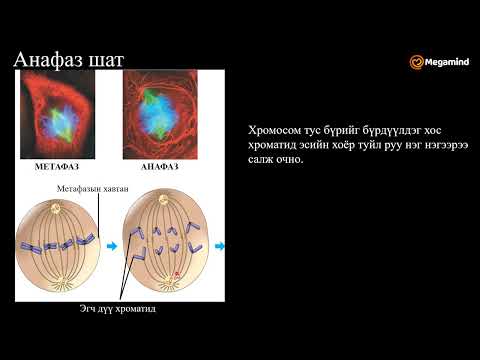 Видео: Биологийн хичээл №16 Эсийн мөчлөг, Митоз хуваагдал