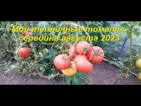 Видео: Мои тепличные томаты в середине августа 2023