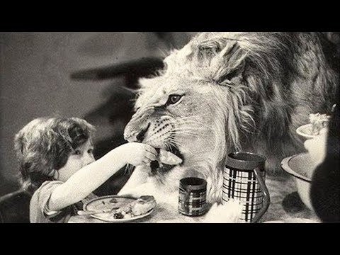 Видео: Что случилось с семьей у которой был огромный домашний лев