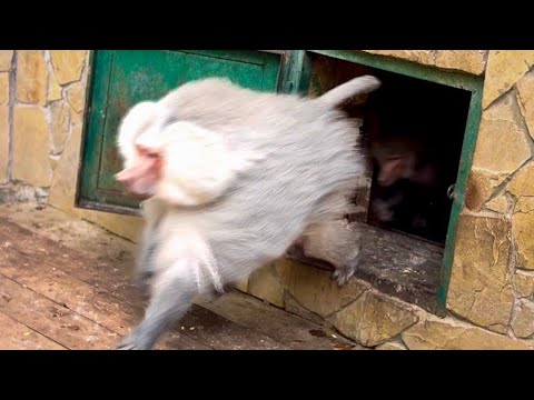 Видео: КАК ПРОШЛА ВСТРЕЧА Елисея и Люси? 