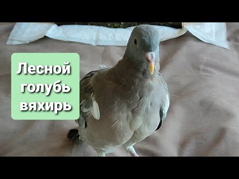 Видео: Анастасия и её лесной голубь вяхирь