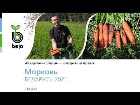 Видео: Обзор новинок моркови Кордоба F1, Каскад F1, Белградо F1, Нарита F1, Небида F1, Навал F1 Намибия F1