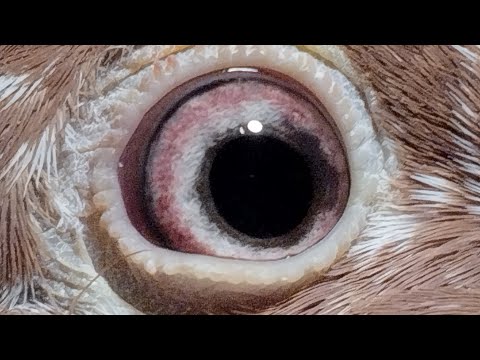 Видео: Мои николаевские голуби 🕊️ (предварительный подбор пар по красной масти)