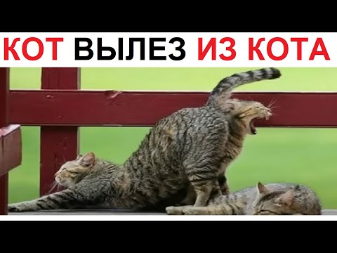 Видео: 200 Мемов. Кот вылез из кота??? Штаа???