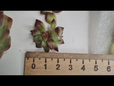 Видео: ужасающая распаковка суккулентов №27  из китайской закупки!