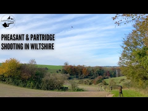 Видео: Охота на фазанов и куропаток | Какой замечательный день!! | Охота на ферме в графстве Уилтшир, Ве...