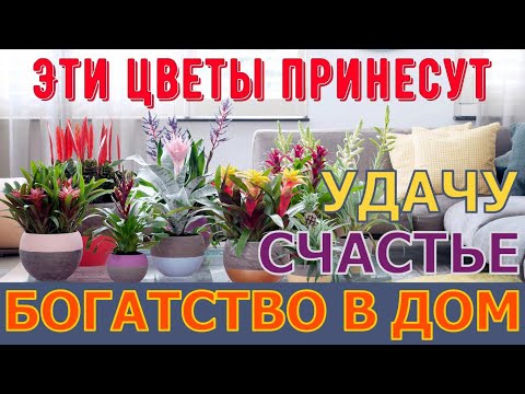 Видео: Цветы, которые приносят счастье и удачу в ваш дом