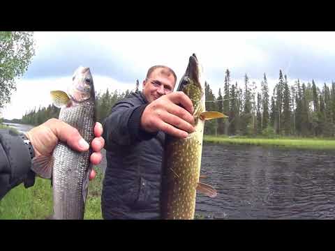 Видео: Карелия,хариус,ручьевая форель,кумжа