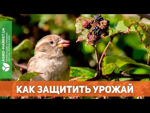 Видео: Как защитить черешню и вишню от птиц? ЛУЧШИЕ МЕТОДЫ. | Agro-Market.ua