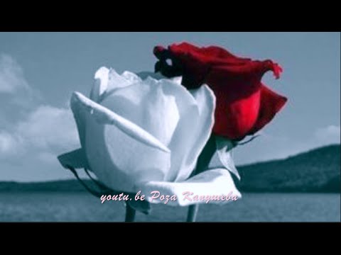 Видео: 💖Узденов Альберт "Сени бла сёлешеме", музыка Альберт Узденов, слова Медиха Шаманова