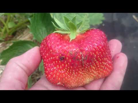Видео: Земляника Чамора Туруси в Омске на 26,06,2019!