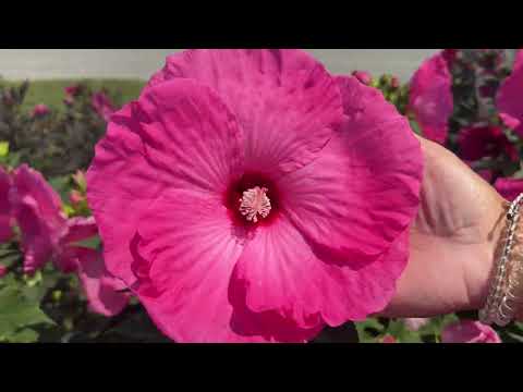 Видео: Сравнение сортов гибискуса Харди
