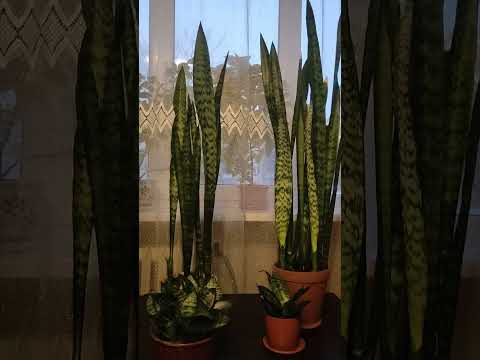 Видео: Сансевиерии в доме у моей мамы, январь 2024 года. #сансевиерия #sansevieria #snakeplant