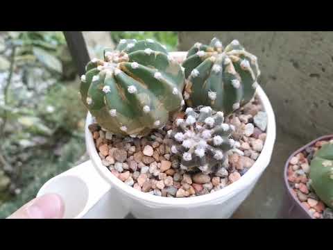 Видео: Ржавчина на кактусах. Как спасти коллекцию. Препараты для обработки. #cactus #кактус