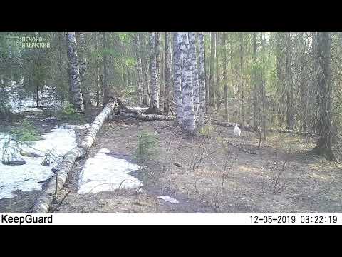 Видео: Один – серый, другой – белый (фотоловушка Печоро-Илычского заповедника)