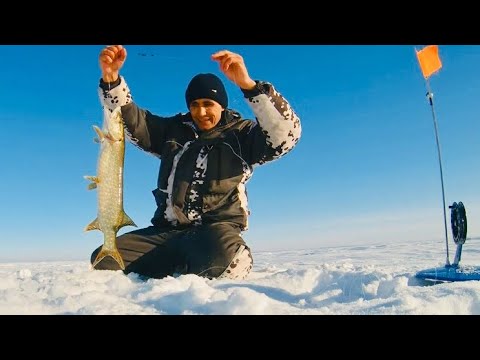 Видео: Рыбалка на Б.Тарангуле ЩУКИ и СУДАКИ атакуют Живца