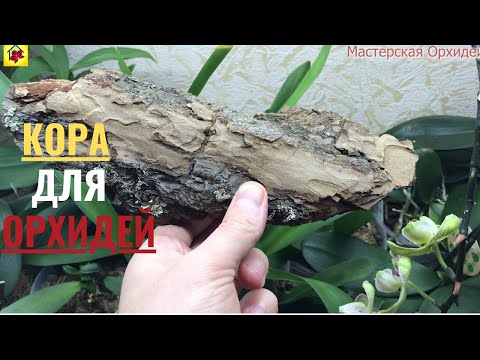Видео: Кора для ОРХИДЕЙ. В какой КОРЕ у меня РАСТУТ ОРХИДЕИ?