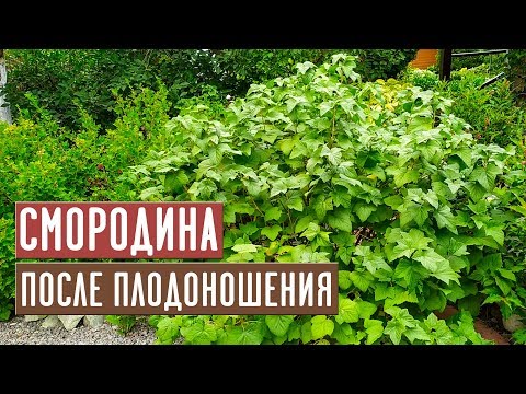 Видео: Смородина после сбора урожая 💥 СДЕЛАЙТЕ ЭТО ОБЯЗАТЕЛЬНО / Садовый гид