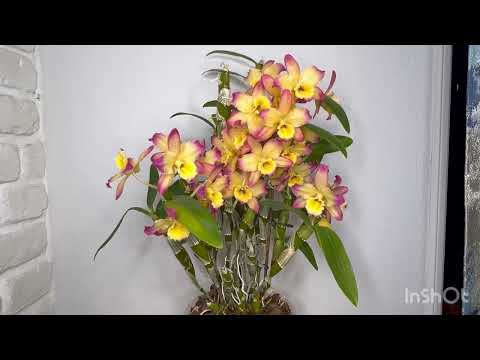 Видео: Dendrobium Oriental Smile. Секреты цветения дендробиумов nobile-типа