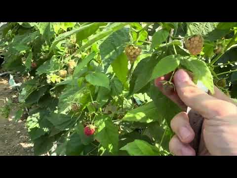 Видео: Малина бизнесини қандай ва нимадан бошлаш хақида