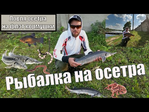 Видео: Рыбалка на осетра. Ловля осетра на флэт кормушки.