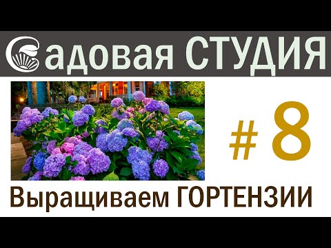 Видео: Выращиваем ГОРТЕНЗИИ