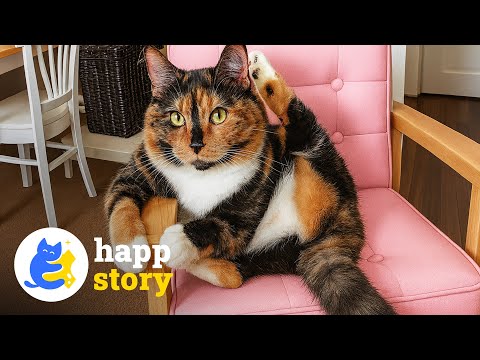 Видео: Этот кот улыбается так, будто «:3» 24/7 — самый счастливый кот, которого вы когда-либо видели | HAPP