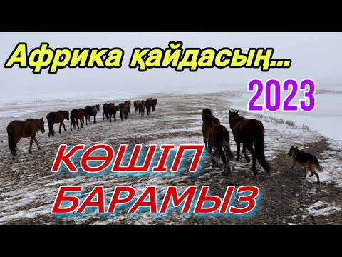 Видео: Қар Боран ЖОЛ ЖОҚ!  Қоянның жұты келгендей….