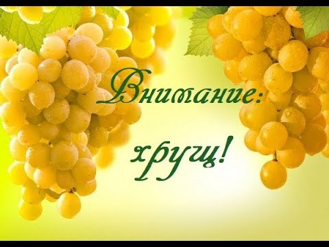 Видео: Внимание: хрущ!