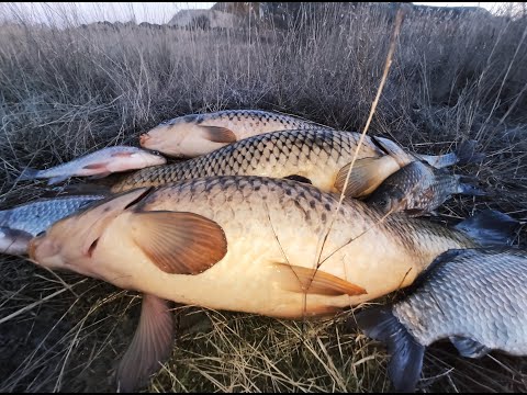 Видео: Огромные САЗАНЫ и КАРАСИ на БОКОВОЙ КИВОК!!!  Мормышка НЕ ОСТАВИТ БЕЗ УЛОВА