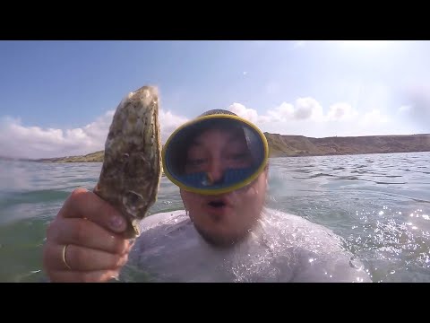 Видео: Ныряем за черноморскими устрицами с владельцем устричной фермы - выгодно ли вести этот бизнес?