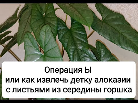 Видео: Алоказия Коразон. Как вытащить детку из середины горшка