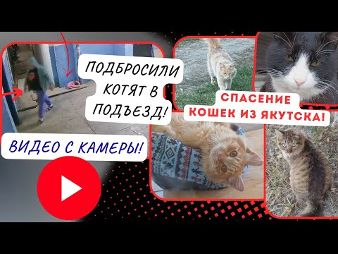Видео: Спасение продолжается…