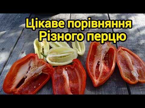 Видео: Перець Геркулес,цікаве порівняння 