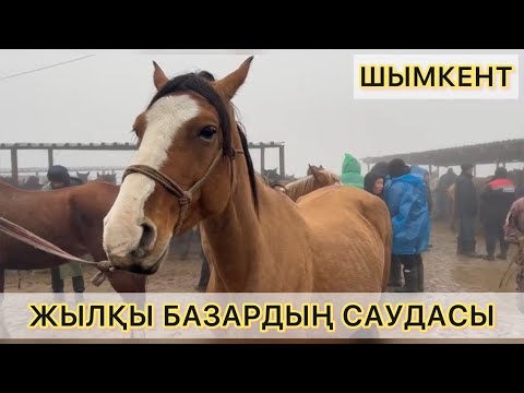 Видео: 13.11.2024ж  ШЫМКЕНТ МАЛ БАЗАРЫ. ЖЫЛҚЫ. АЙҒЫР. ТАЙ. ЖАБАҒЫ БАҒАЛАРЫ