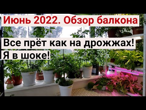 Видео: Выращиваю помидоры, огурцы, перец и салаты. Мой огород на балконе.