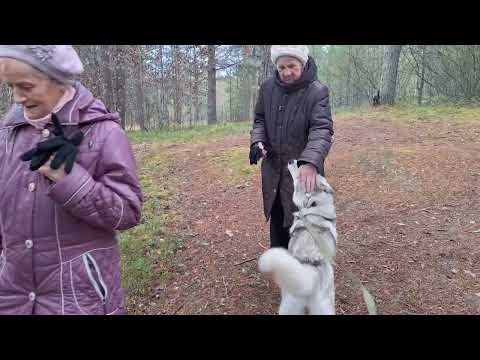 Видео: Город Сегежа Лесокультурный парк Октябрь 2025 г Н Фадеев