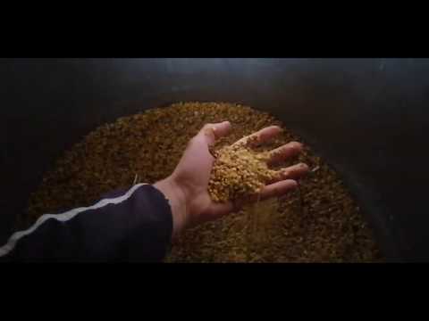 Видео: Соя для КРС. Как кормить телят соей.