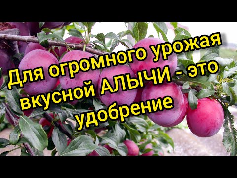 Видео: Весенняя подкормка алычи. Весенний уход за 5 минут. Лучшее удобрение для алычи.